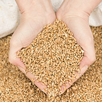  materiał siewny zbóż, rzepaku, kukurydzy,