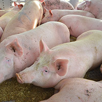 skup trzody i bydła golina